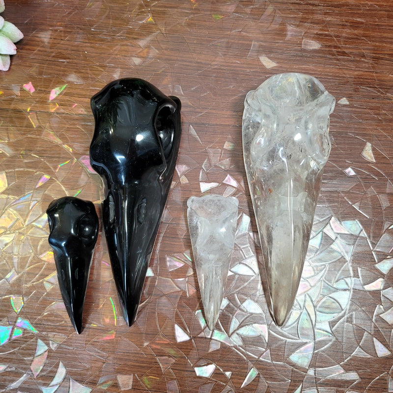 Jumbo 7" Obsidian Raven Bird Skull